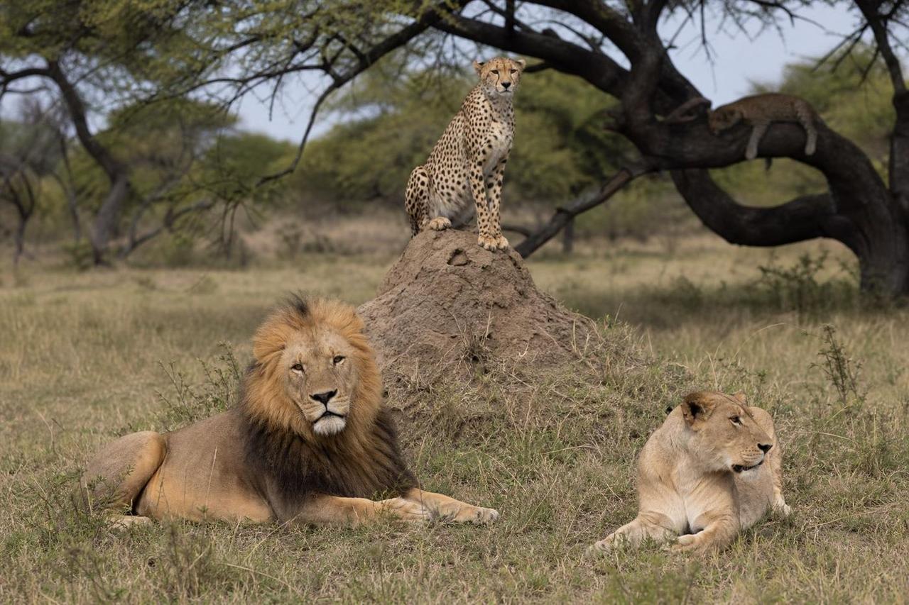 Combined Walk With Lions and Guided Predator Tour at Ukutula