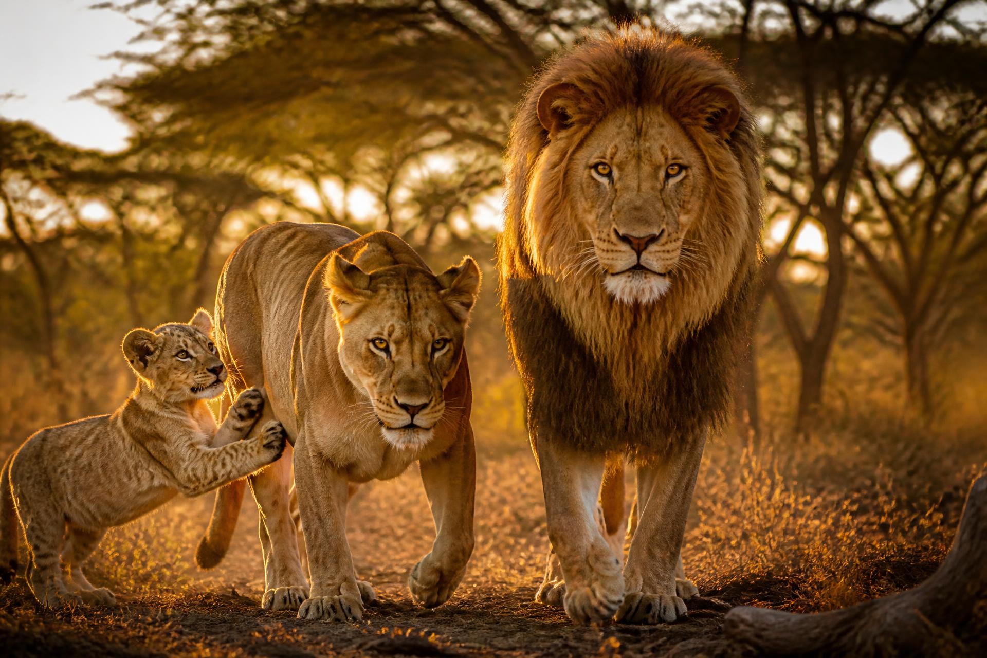 International guests walking with lions at Ukutula Lodge & Conservation Centre near Johannesburg