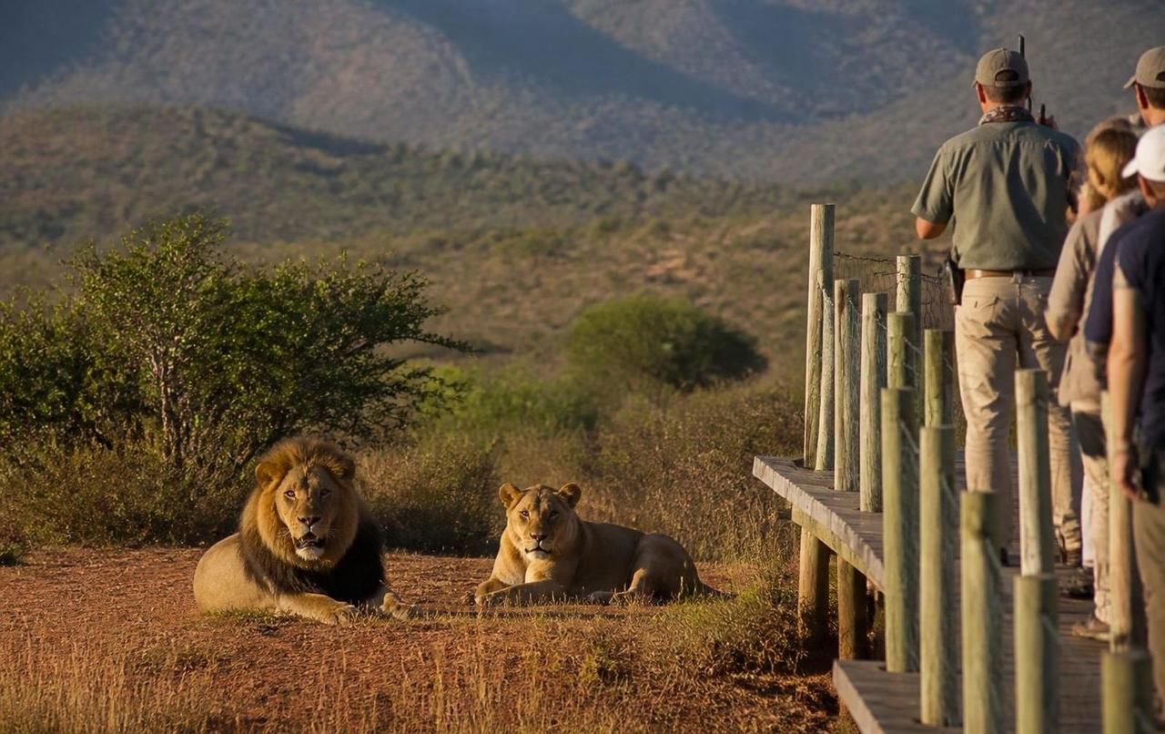 Ranger and guests during Ukutula guided predator tour with lions