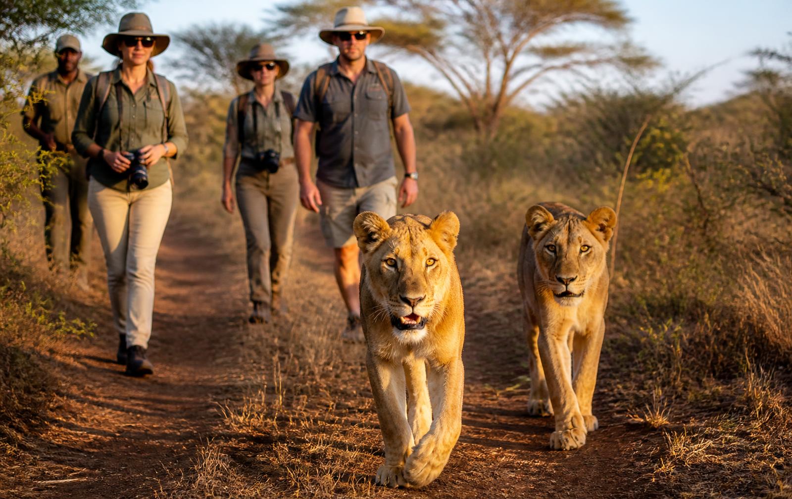 Guest walking beside young lions at Ukutula Lion Park